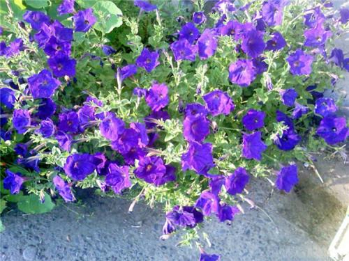 Петуния, посадка и уход в домашних условиях. Выращивание петуний: советы опытных садоводов