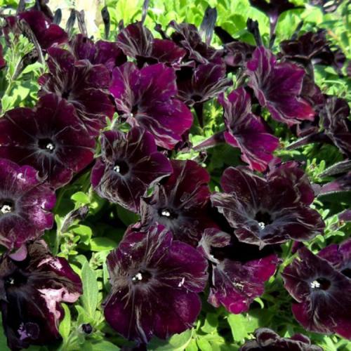 Петуния, посадка и уход в домашних условиях. Выращивание петуний: советы опытных садоводов