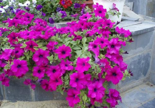 Петуния ампельная, как вырастить рассаду. Популярные сорта петуний