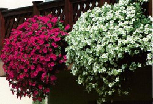 Как вырастить пышную петунию. Как получить пышный куст петунии?