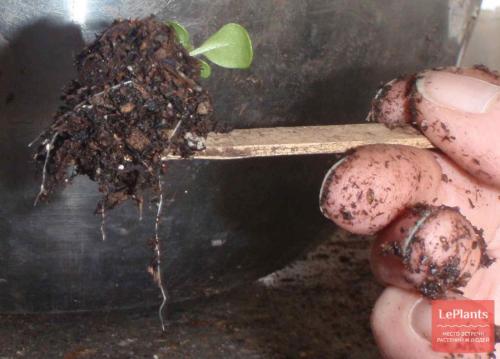 Как вырастить крепкую рассаду петунии. Уход за рассадой петунии