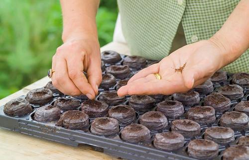 Когда сеять ампельную петунию на рассаду. Когда сеять петунии, чтобы получить хорошую рассаду