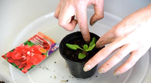 Когда сеять ампельную петунию на рассаду. Когда сеять петунии, чтобы получить хорошую рассаду 07