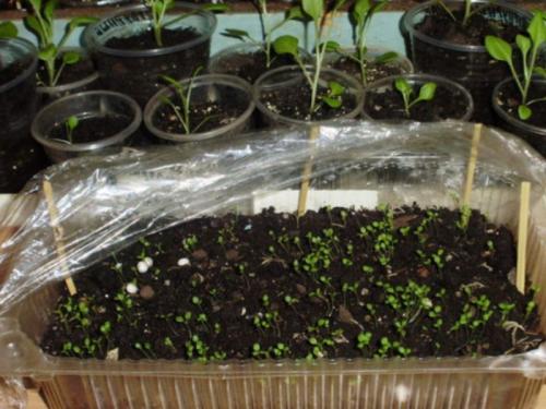 Как вырастить рассаду петунии в 2022 году. Как вырастить рассаду петунии из семян в домашних условиях?