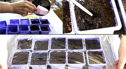 Как вырастить рассаду петунии в 2022 году. Как вырастить рассаду петунии из семян в домашних условиях? 09 Как вырастить рассаду петунии в 2022 году. Как вырастить рассаду петунии из семян в домашних условиях? 09