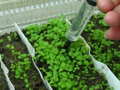 Как вырастить рассаду петунии в 2022 году. Как вырастить рассаду петунии из семян в домашних условиях?