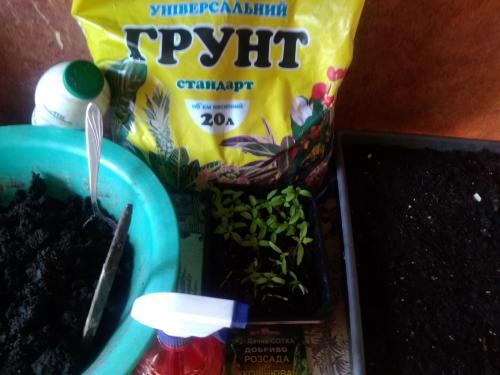 Пикировка это. Для чего пикируют рассадные культуры