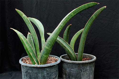 15 самых лучших комнатных цветов. Какие комнатные растения полезны для дома? 15 самых эффективных