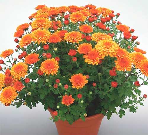 15 самых лучших комнатных цветов. Какие комнатные растения полезны для дома? 15 самых эффективных