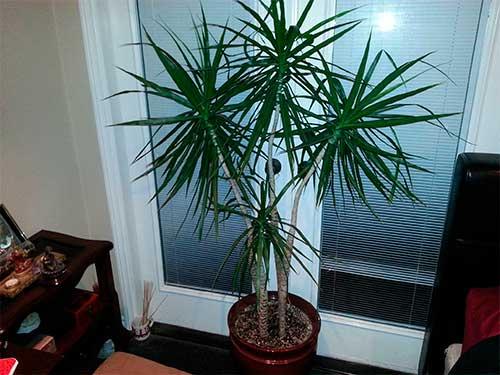 15 самых лучших комнатных цветов. Какие комнатные растения полезны для дома? 15 самых эффективных