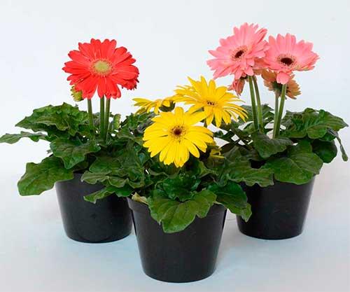 15 самых лучших комнатных цветов. Какие комнатные растения полезны для дома? 15 самых эффективных