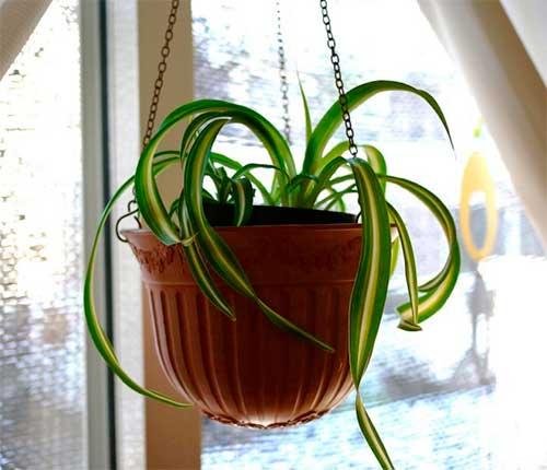 15 самых лучших комнатных цветов. Какие комнатные растения полезны для дома? 15 самых эффективных