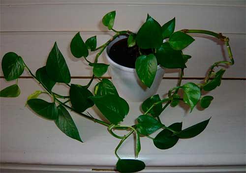 15 самых лучших комнатных цветов. Какие комнатные растения полезны для дома? 15 самых эффективных