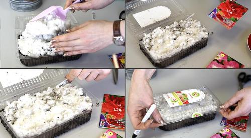 Правила посадки петунии на рассаду. КАК ВЫРАСТИТЬ РАССАДУ ПЕТУНИИ ИЗ СЕМЯН 06 Правила посадки петунии на рассаду. КАК ВЫРАСТИТЬ РАССАДУ ПЕТУНИИ ИЗ СЕМЯН 06