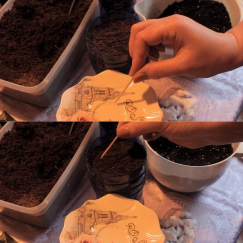 Посадка петунии для ленивых. Посадка петунии для скромных новичков