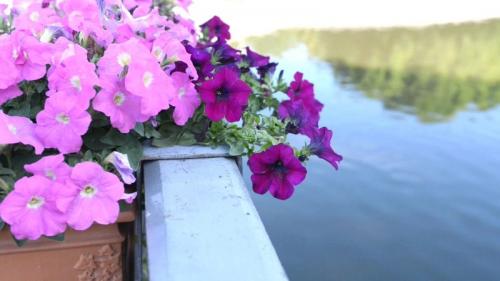 Посадка петунии для ленивых. Посадка петунии для скромных новичков