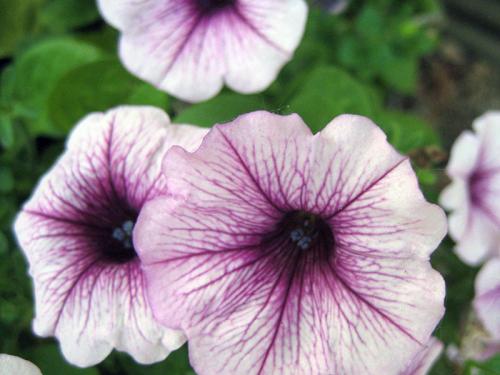 Правила посадки петунии на рассаду. КАК ВЫРАСТИТЬ РАССАДУ ПЕТУНИИ ИЗ СЕМЯН 01 Правила посадки петунии на рассаду. КАК ВЫРАСТИТЬ РАССАДУ ПЕТУНИИ ИЗ СЕМЯН 01