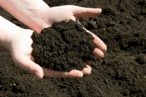 Как правильно высаживать рассаду петунии в открытый грунт. Уход за рассадой петунии 06