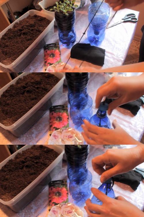 Посадка петунии для ленивых. Посадка петунии для скромных новичков