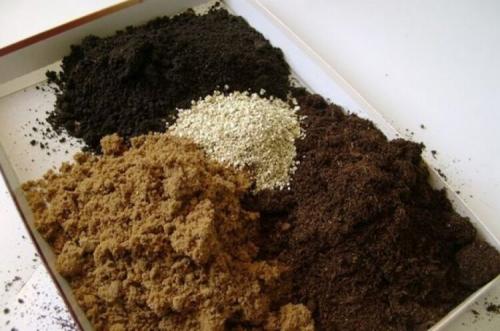 Как правильно высаживать рассаду петунии в открытый грунт. Уход за рассадой петунии 07