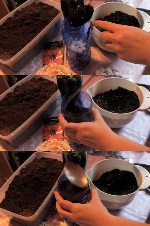 Посадка петунии для ленивых. Посадка петунии для скромных новичков