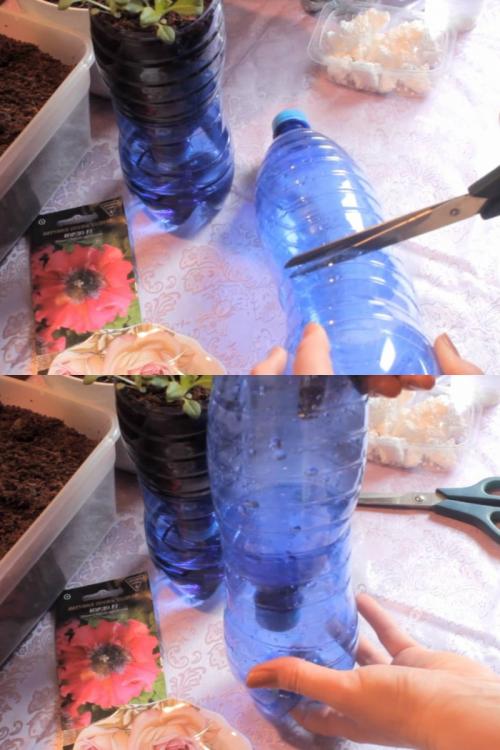 Посадка петунии для ленивых. Посадка петунии для скромных новичков