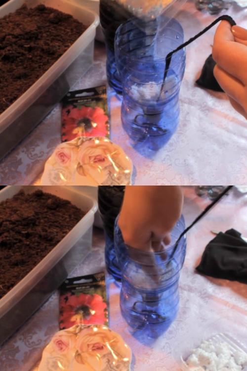 Посадка петунии для ленивых. Посадка петунии для скромных новичков