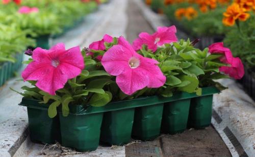 Посадка петунии в январе 2022 года. Сроки посева