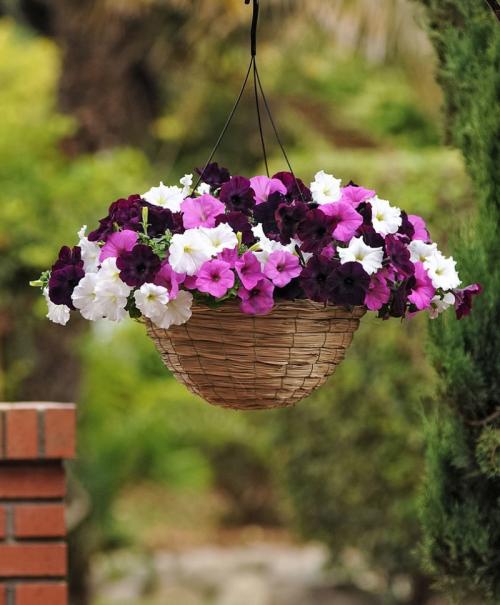 Посадка петунии для ленивых. Посадка петунии для скромных новичков