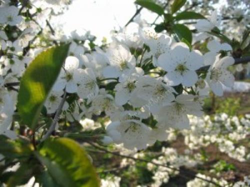 Растения для Белого сада. Танго Белого сада