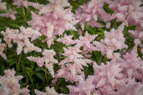 Что можно посадить вдоль теневого забора. Что можно сажать? 03 Что можно посадить вдоль теневого забора. Что можно сажать? 03