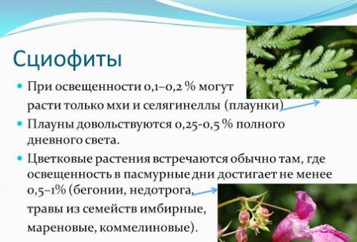 Что посадить в тени декоративное. Теневыносливые деревья и кустарники: виды, посадка и уход