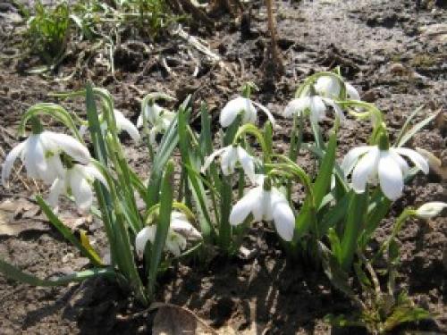 Растения для Белого сада. Танго Белого сада