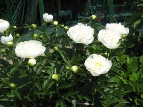 Растения для Белого сада. Танго Белого сада