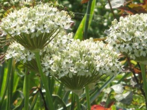 Растения для Белого сада. Танго Белого сада