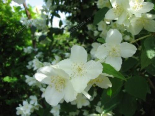 Как создать белый сад. Жизнь в одном цвете: создаем белый сад 05 Как создать белый сад. Жизнь в одном цвете: создаем белый сад 05