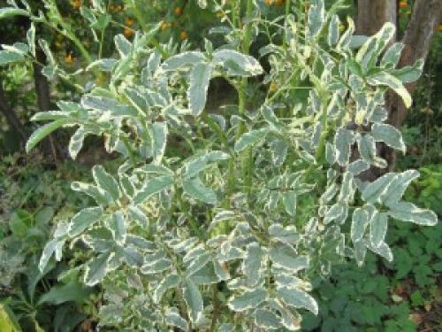 Как создать белый сад. Жизнь в одном цвете: создаем белый сад 04 Как создать белый сад. Жизнь в одном цвете: создаем белый сад 04