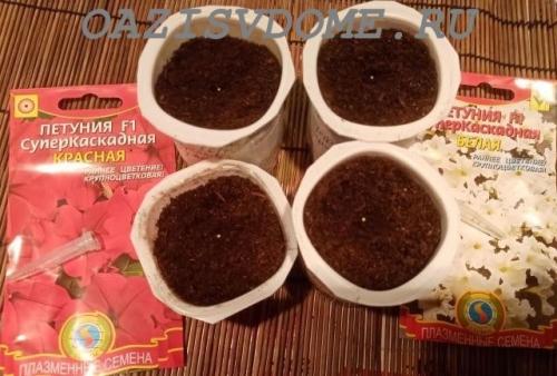 Когда сеять петунию на рассаду в 2022 году в сибири. Когда для петунии благоприятные посевные дни в 2022 году по Лунному календарю