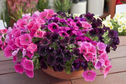 Благоприятные дни для посадки петунии. От чего зависят сроки посева петунии