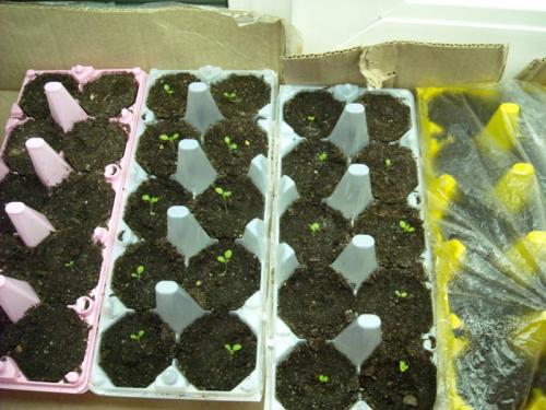 Благоприятные дни для посадки петунии. От чего зависят сроки посева петунии