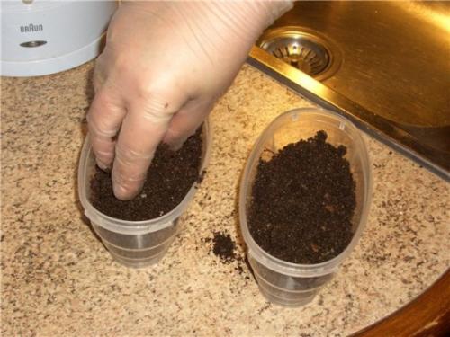 Как посадить петунию семенами. Как посадить петунию на рассаду