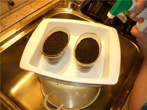 Как посадить петунию семенами. Как посадить петунию на рассаду