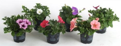 О выращивании рассады петунии подробно. Посев семян петунии на рассаду 01