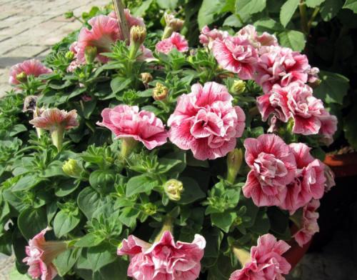 Агротехника выращивания петунии. Выращивание петуний: советы опытных садоводов