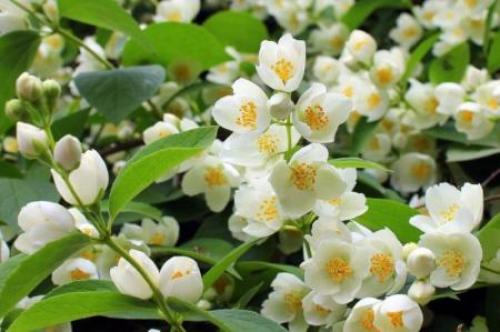 Идеи для сада своими руками. 90 идей украшений для сада своими руками (фото)