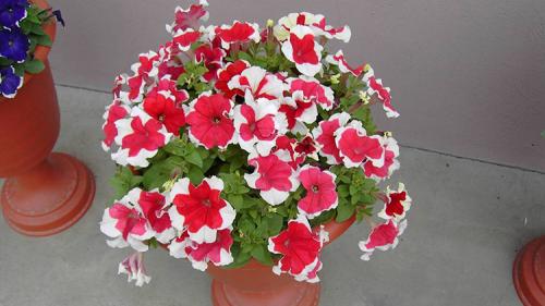 Агротехника выращивания петунии. Выращивание петуний: советы опытных садоводов