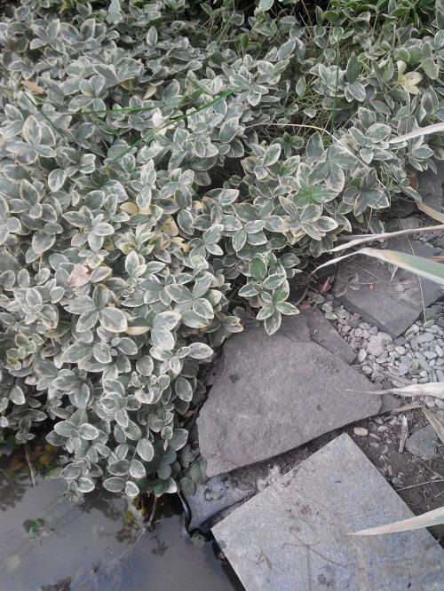 Что сажать в тень от сплошного забора. Что посадить вдоль забора в тени 06 Что сажать в тень от сплошного забора. Что посадить вдоль забора в тени 06