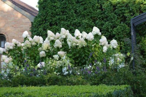 Композиции вдоль забора. Что посадить вдоль забора: самые лучшие растения