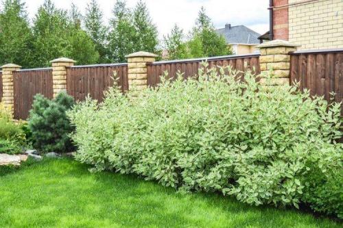 Композиции вдоль забора. Что посадить вдоль забора: самые лучшие растения