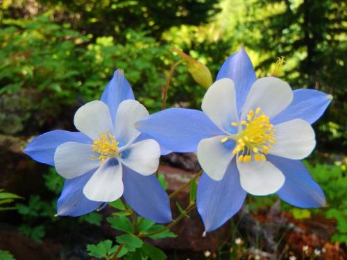 Что сажать в тень от сплошного забора. Что посадить вдоль забора в тени 03 Что сажать в тень от сплошного забора. Что посадить вдоль забора в тени 03